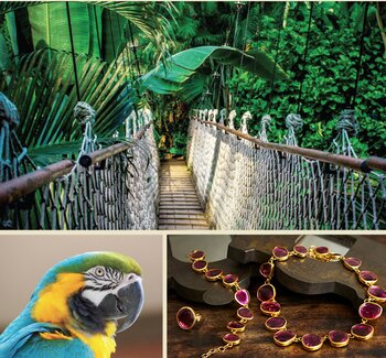 Saving the Amazon Rainforest one Tourmaline at a Time Saving the Amazon Rainforest one Tourmaline at a Time